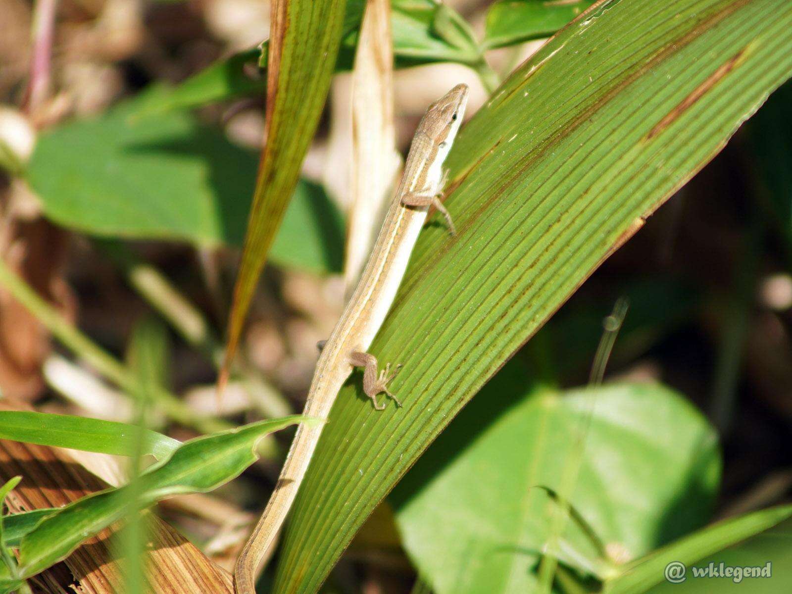 Takydromus sexlineatus ocellatus Cuvier 1829的圖片