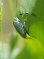 Mecinus janthiniformis Tosevski & Caldara ex Tosevski, Caldara, Jovic & Hernández-Vera resmi