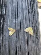 Image of Pink-bordered Yellow, Two-pronged Looper