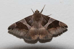 Image of Dysgonia algira Linnaeus 1767