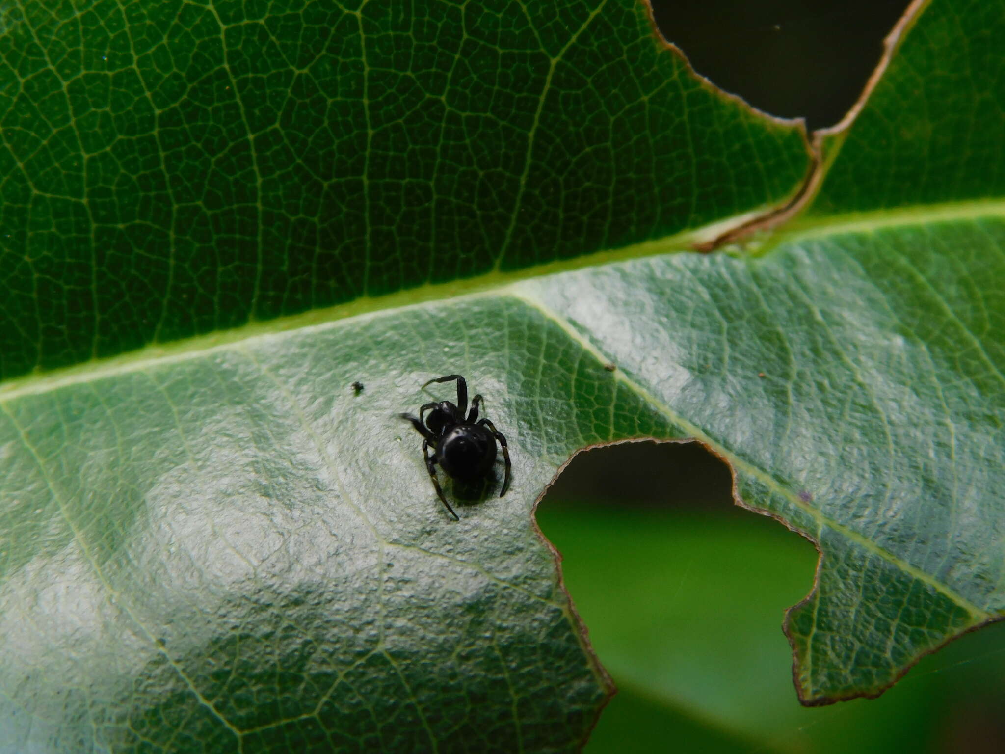 Image of Araneus nox (Simon 1877)