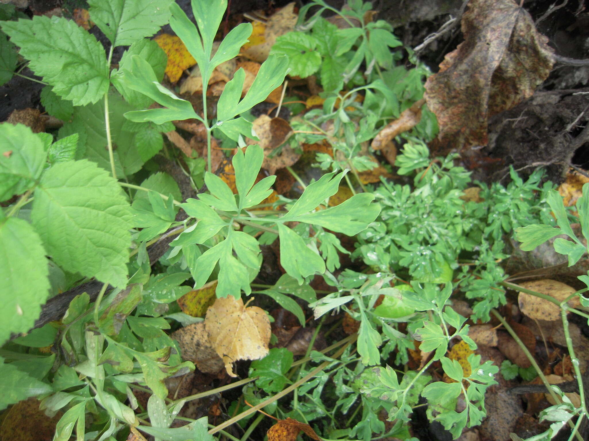 Image de Corydalis capnoides (L.) Pers.