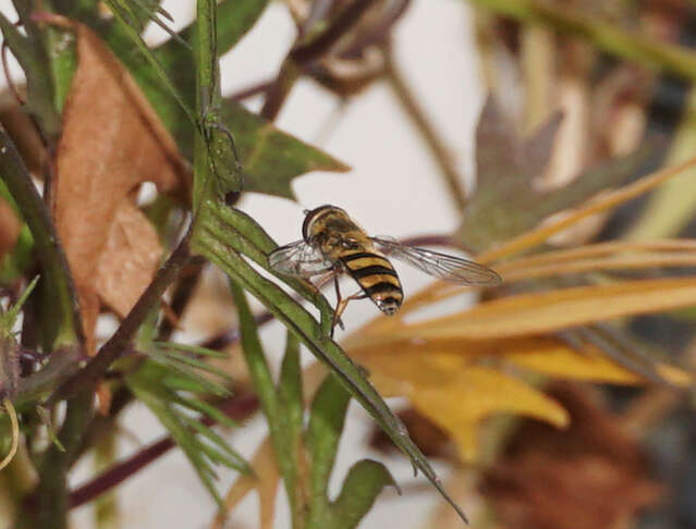 Eupeodes americanus (Wiedemann 1830)的圖片