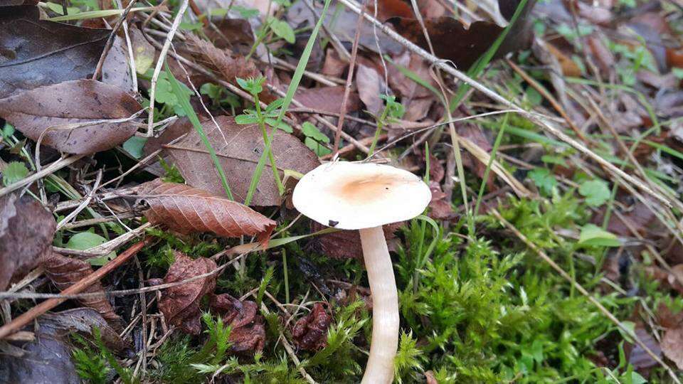 Слика од Hygrophorus lindtneri M. M. Moser 1967