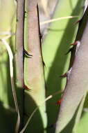 Agave glomeruliflora (Engelm.) A. Berger的圖片