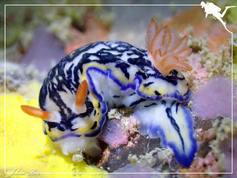 Image of Hypselodoris maritima (Baba 1949)