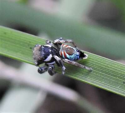 Image of Maratus ottoi Baehr & Whyte 2016