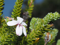 Image of Adenandra obtusata Sond.