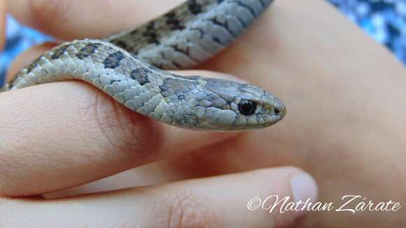 Image of Longtail Alpine Garter Snake