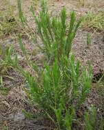 Image de Pityopsis graminifolia (Michx.) Nutt.