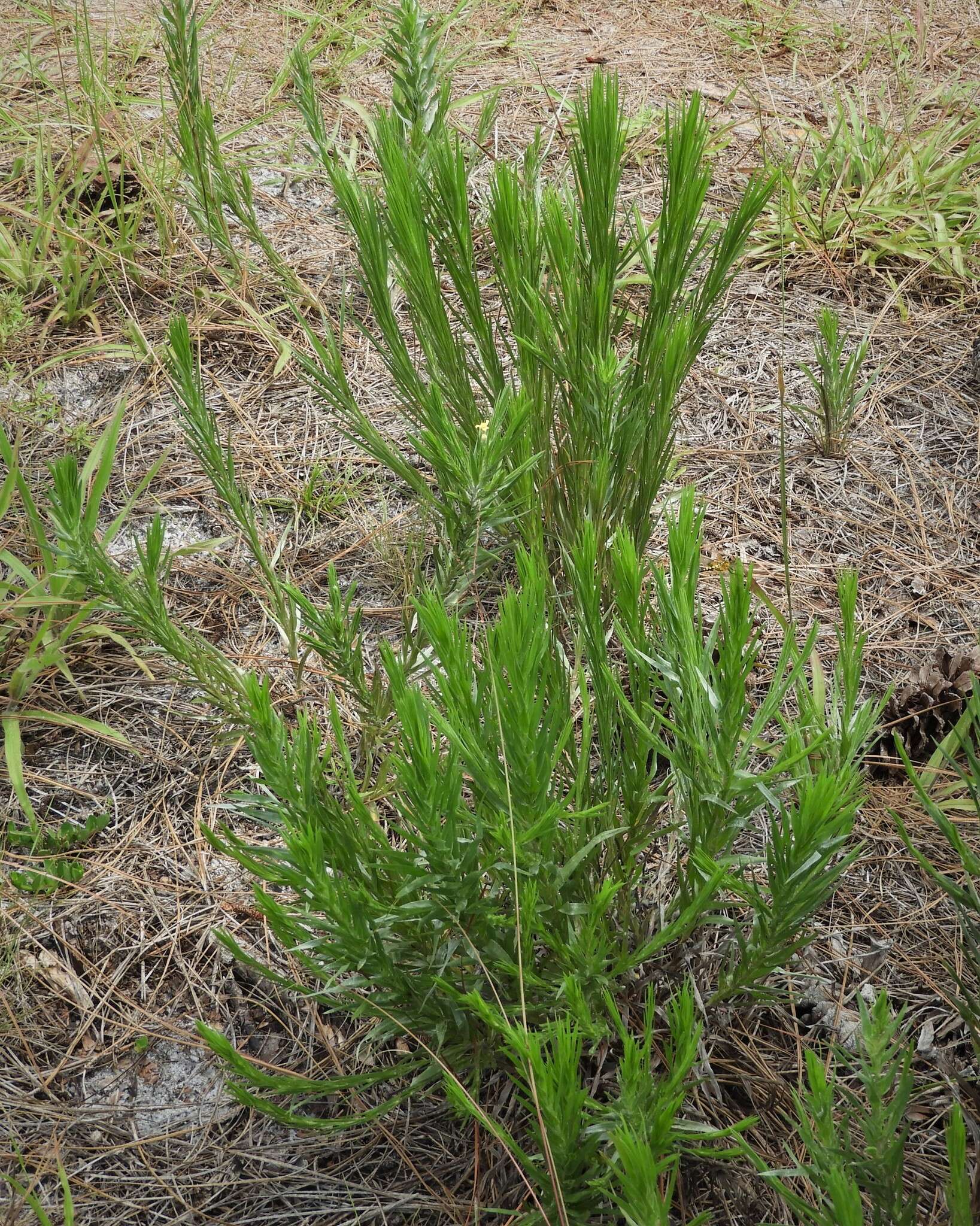 Image de Pityopsis graminifolia (Michx.) Nutt.