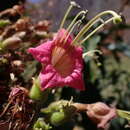 Imagem de Nicotiana tomentosiformis Goodspeed