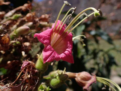 Image of Nicotiana tomentosiformis Goodspeed