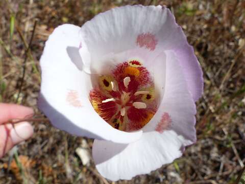 Image of butterfly mariposa lily