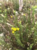 Image of Athanasia capitata (L.) L.