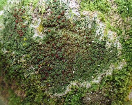 Image of coral phyllopsora lichen