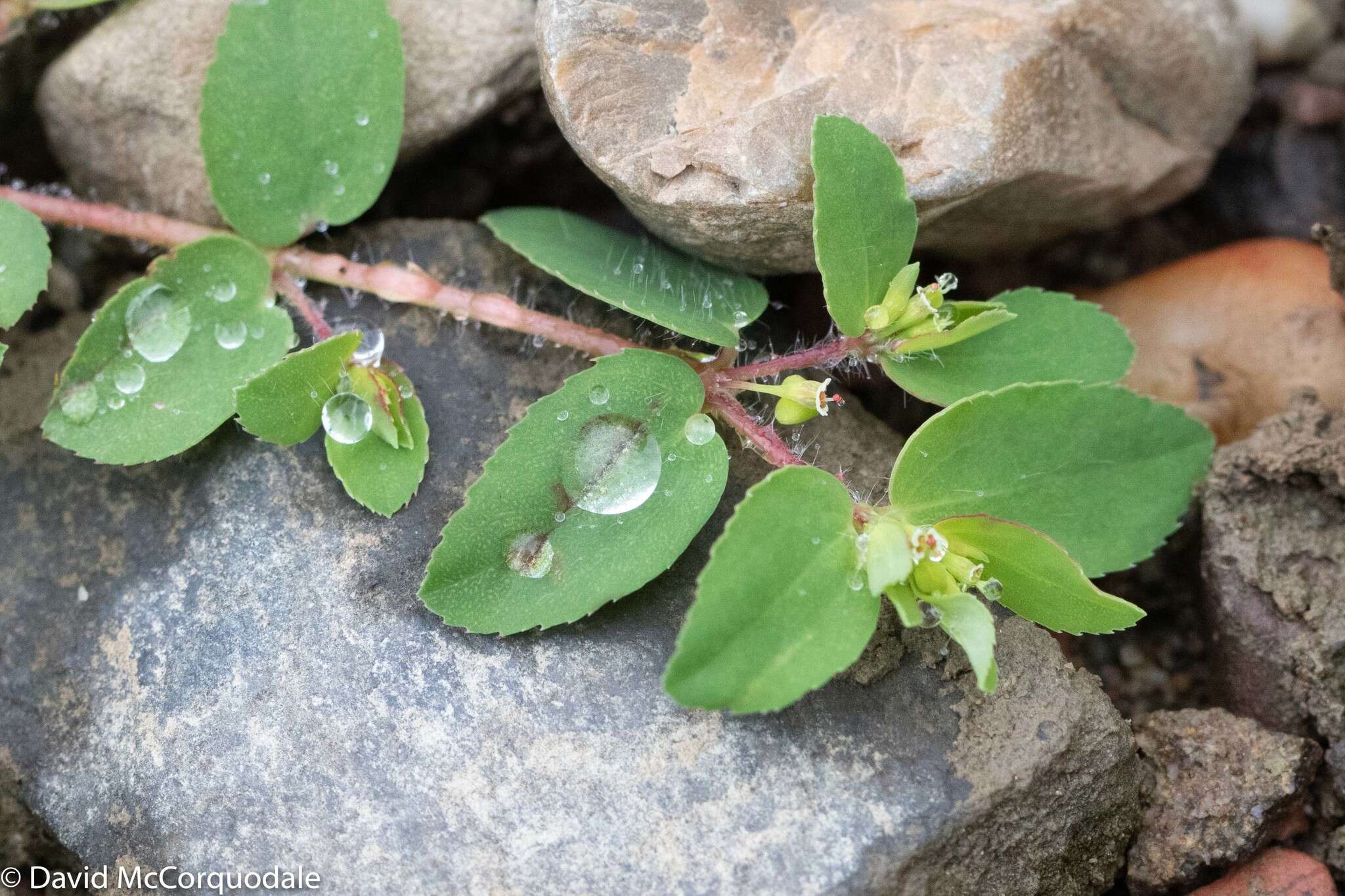 Image de Euphorbia vermiculata Raf.