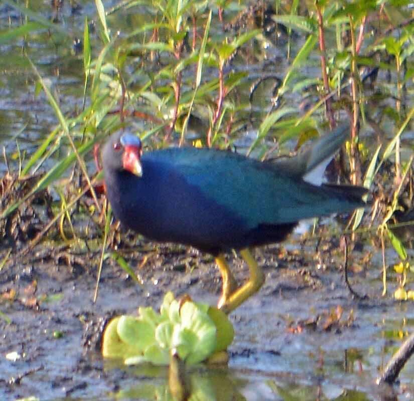 Image of American Purple Gallinule