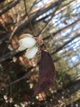 Image de Vaccinium formosum Andr.