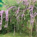 Image of fountain butterflybush