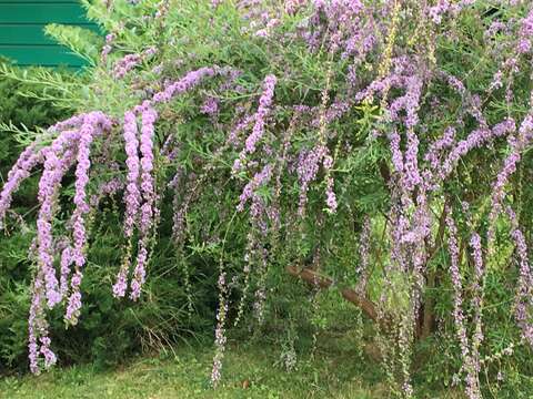 Image of fountain butterflybush