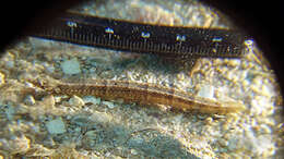 Image of Obscure pipefish