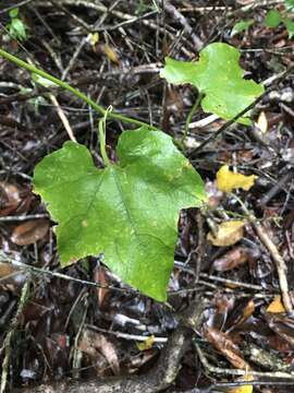 Image of American Melonleaf