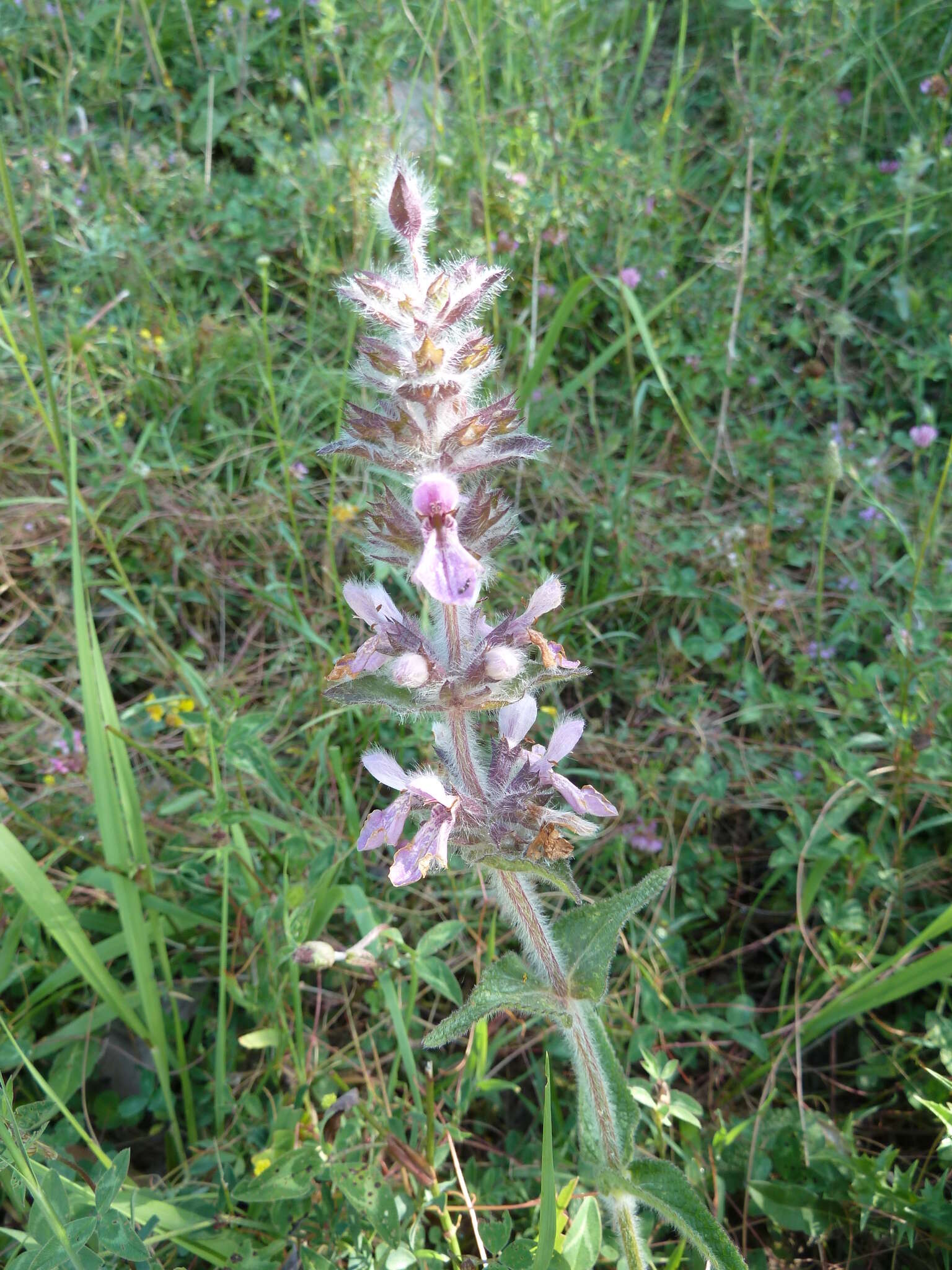 Слика од Stachys heraclea All.