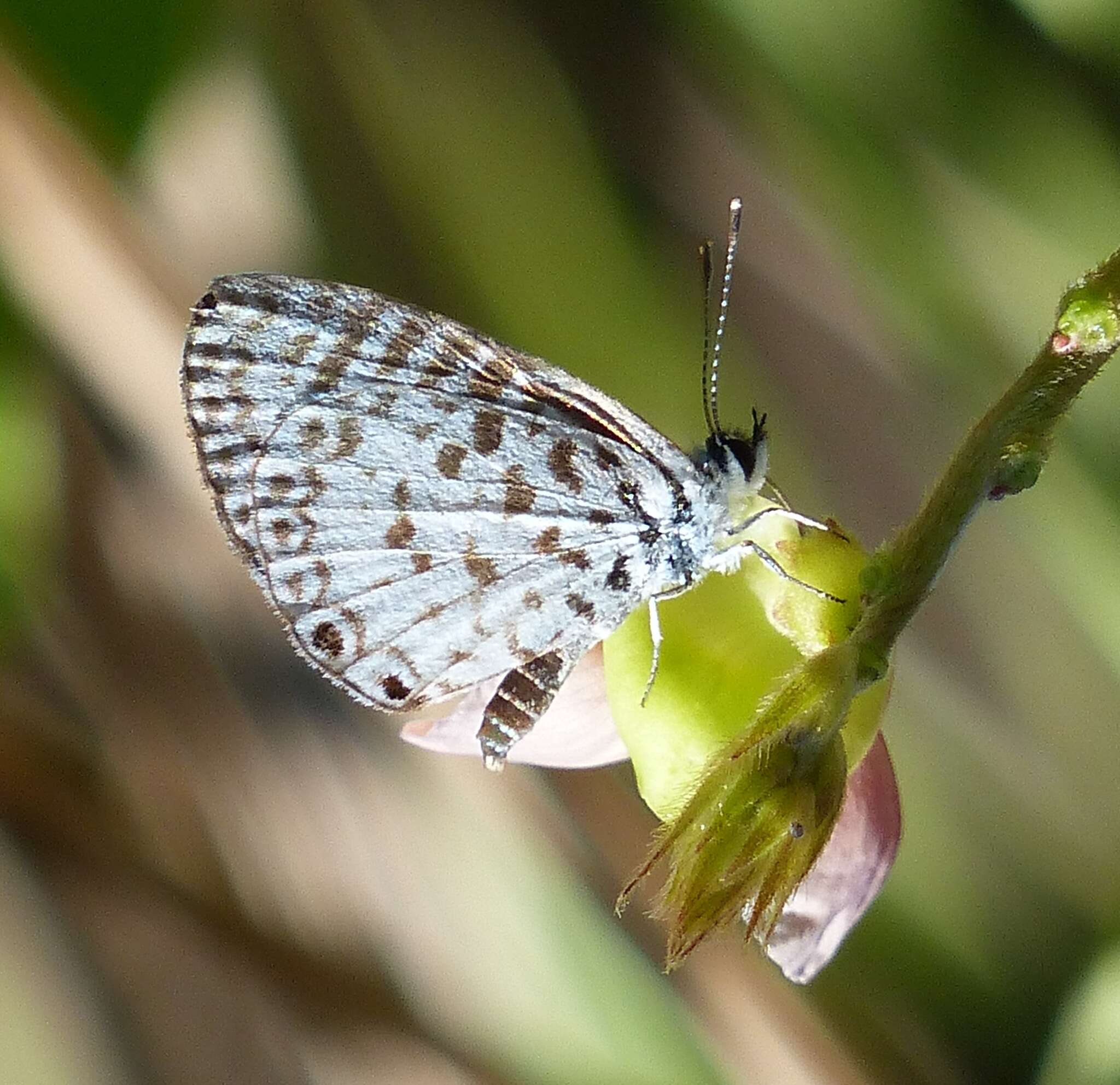 Image of <i>Leptotes <i>cassius</i></i> cassius