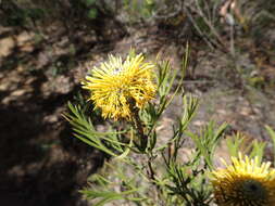 Image of Isopogon anethifolius (Salisb.) Knight