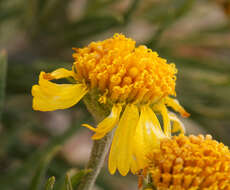 Image of Cooper's rubberweed