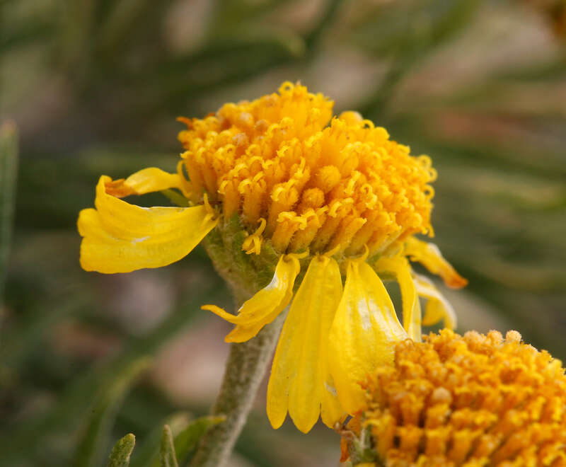 Image of Cooper's rubberweed