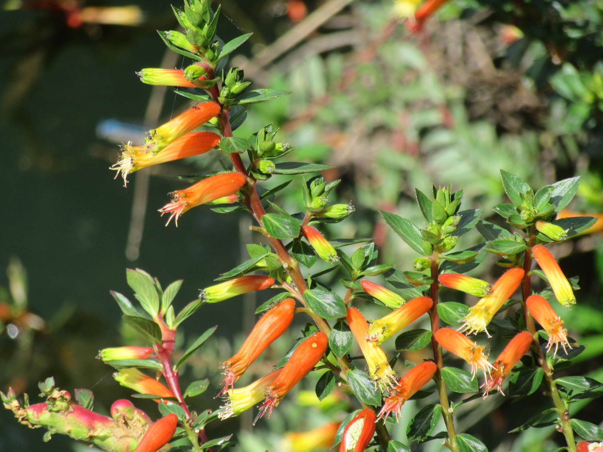 Image of Cigarette bush