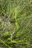 Image of Senecio erubescens var. incisus DC.