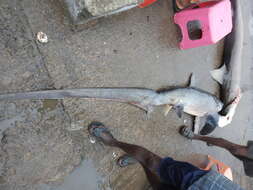 Image of thresher sharks