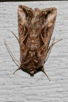 Image of Autographa rubidus Ottolengui 1902