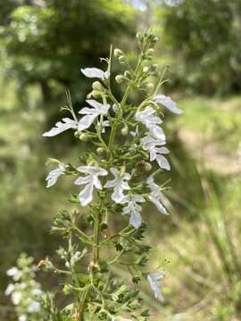 Image of Teucrium corymbosum R. Br.