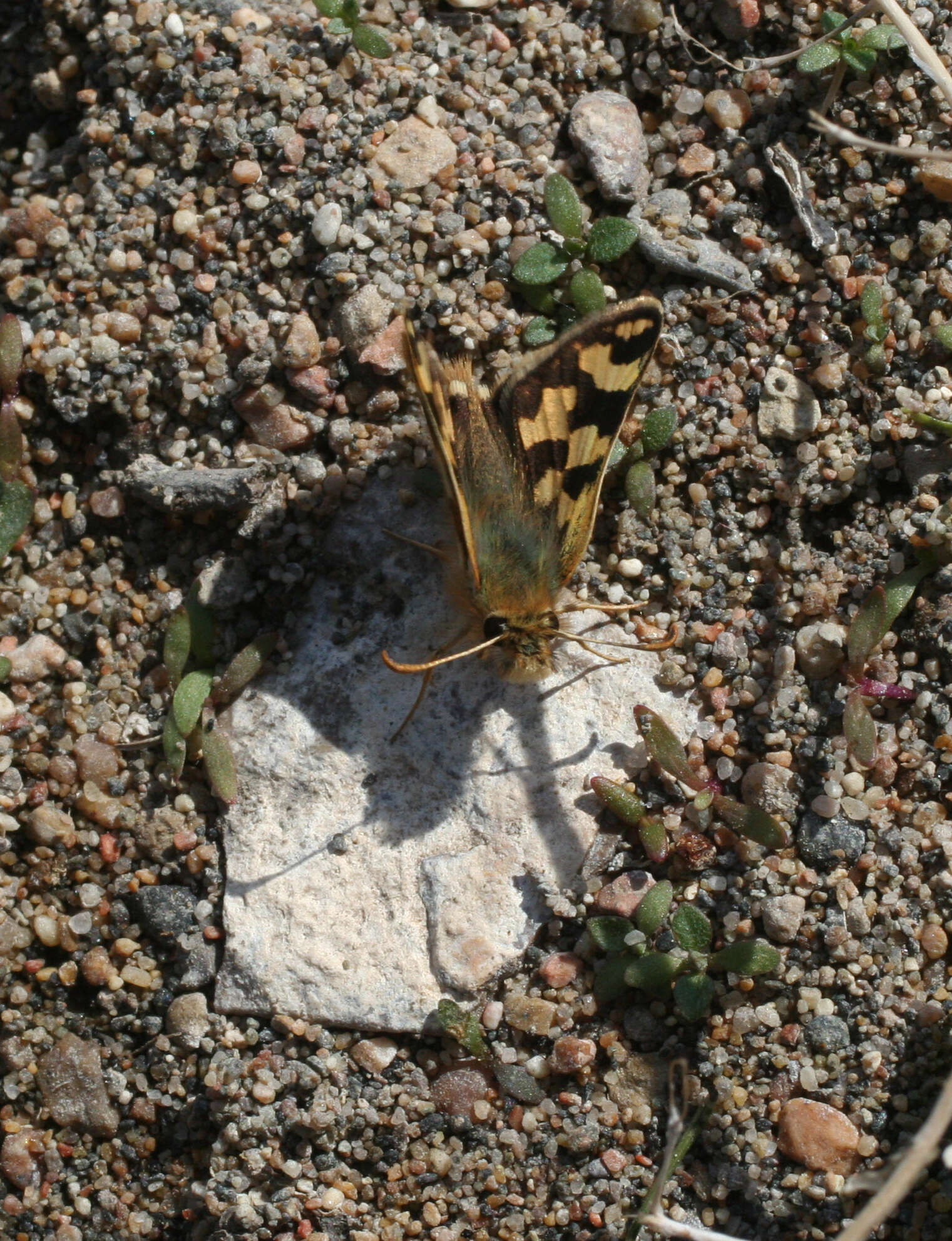 Image of Carterocephalus argyrostigma Eversmann 1851