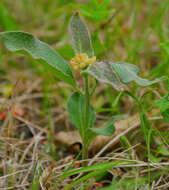 Image of oval-leaf milkweed