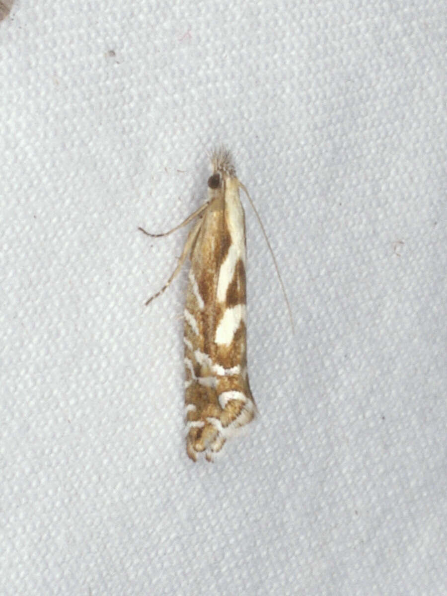 Слика од Glyphipterix gypsonota Turner 1926