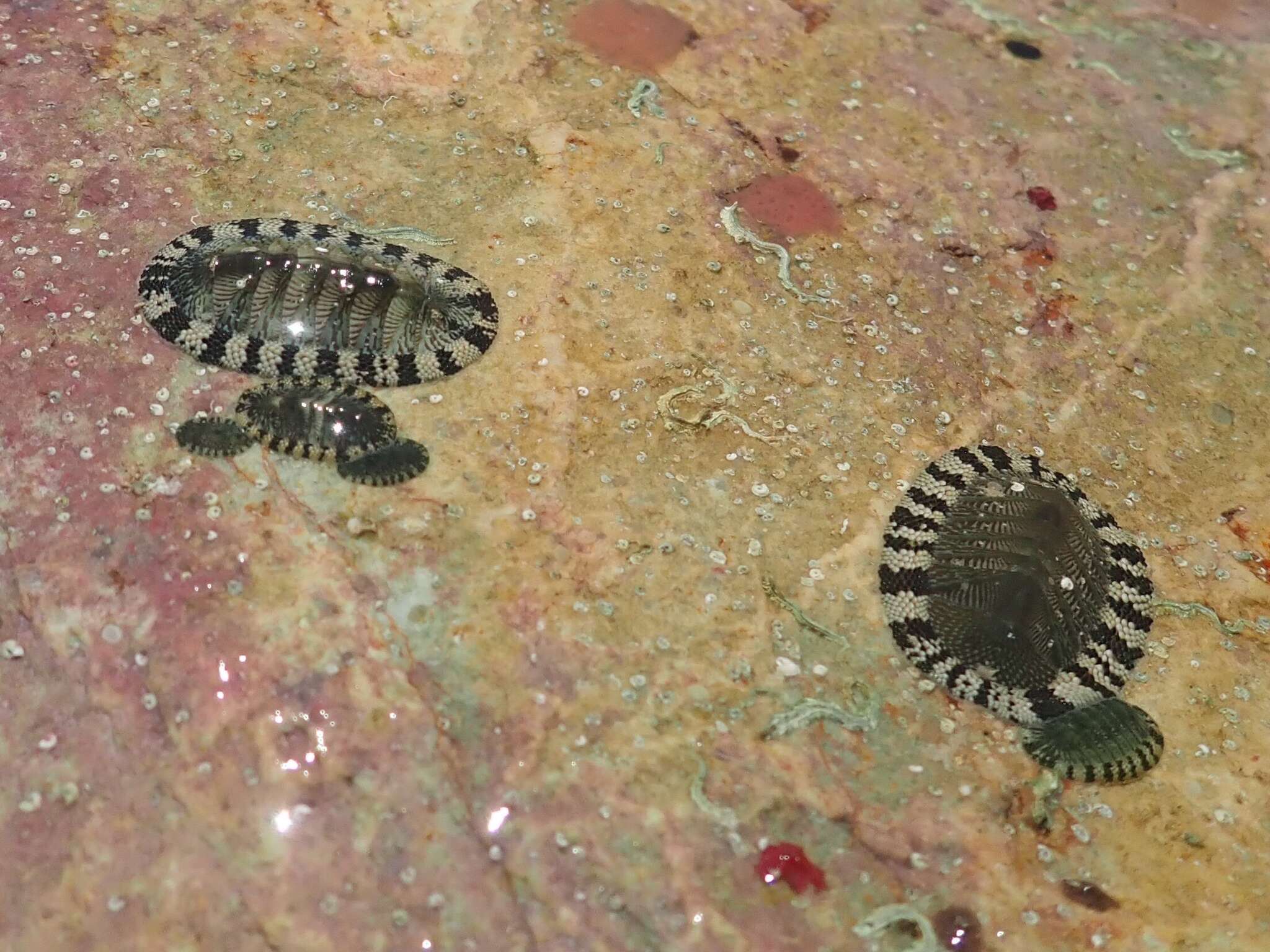 Image of West Indian green chiton