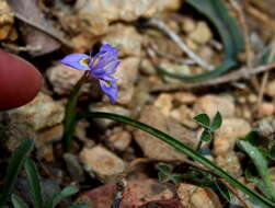 Image of Moraea mediterranea Goldblatt