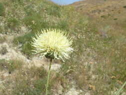 Plancia ëd Rhaponticoides razdorskyi (Karjagin ex Sosn.) M. V. Agab. & Greuter