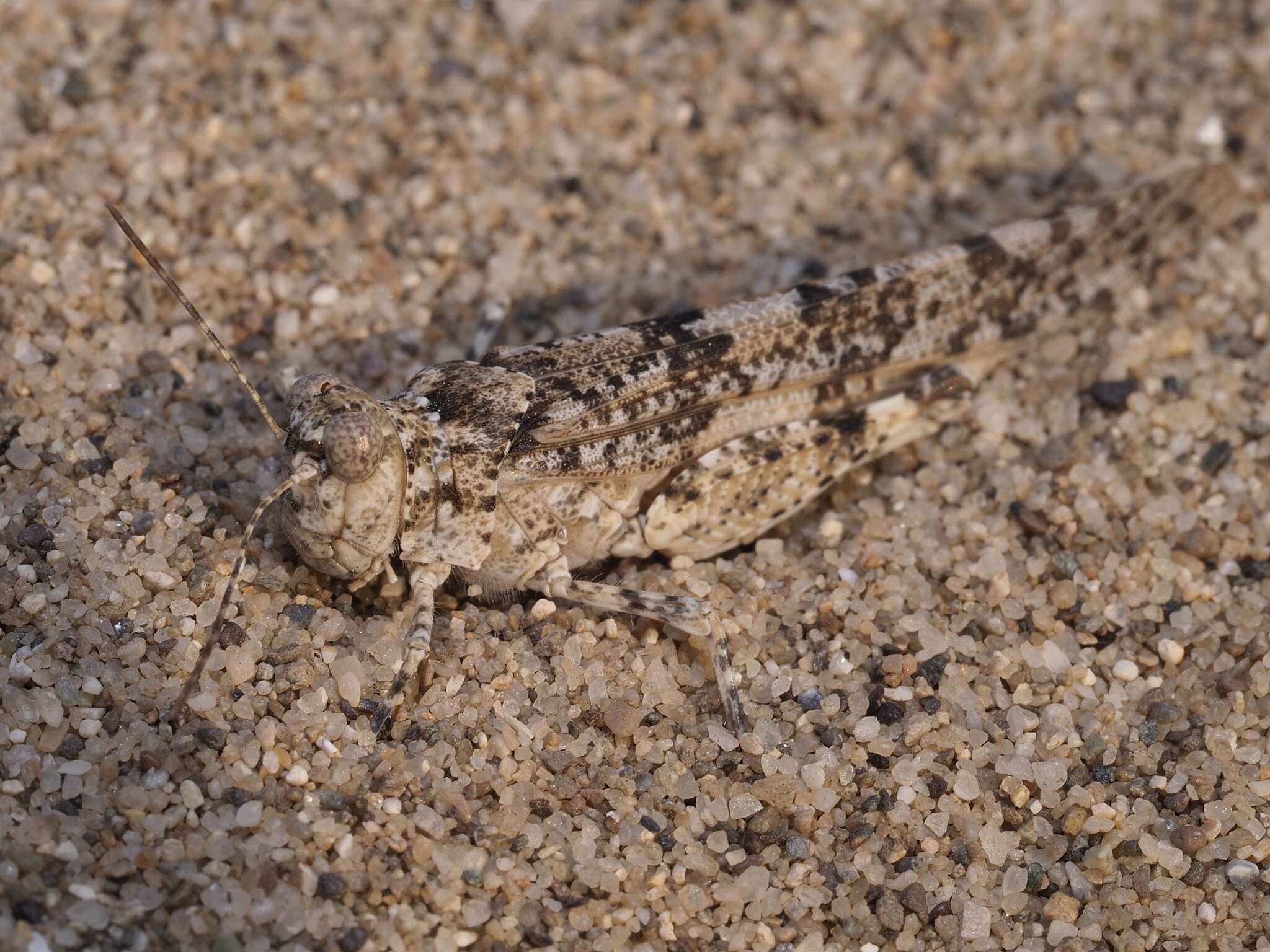 Image of Sphingonotus (Sphingonotus) personatus (Zanon 1926)