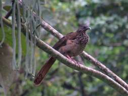 Image of Speckled Chachalaca