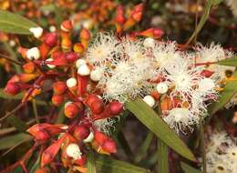 Image of Gooseberry Mallee