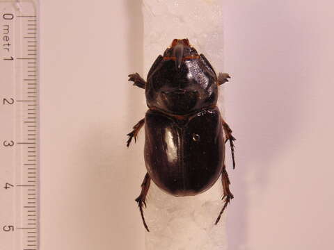 Image of Oryctes nasicornis grypus (Illiger 1803)