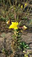 Image of Hooker's evening primrose