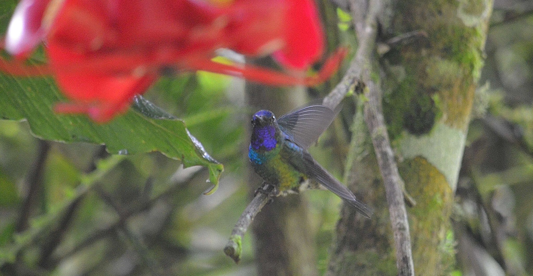 Image of Purple-throated Sunangel