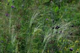 Imagem de Stipa capillata L.